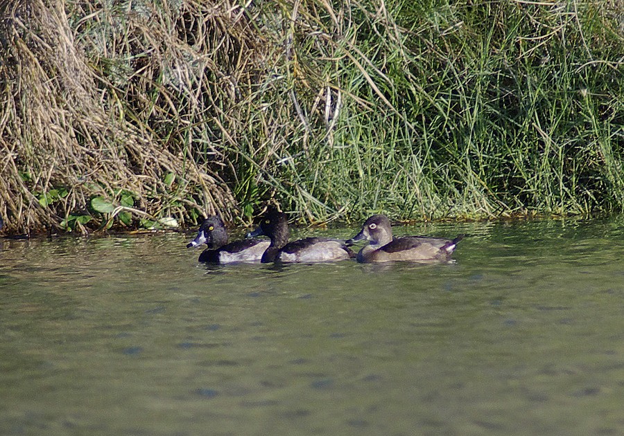 Ring-necked Duck - Two males and a female