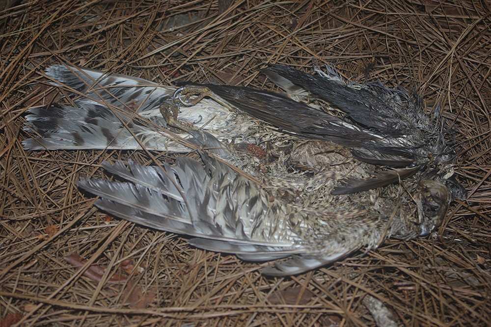 Eurasian Sparrowhawk dead