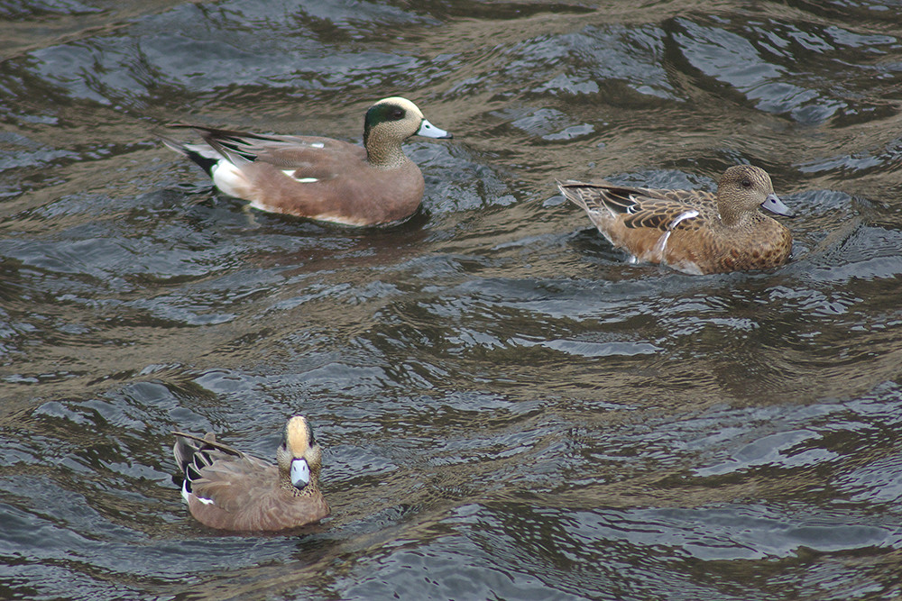 American Wigeon two males and a female