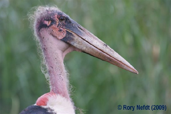 Marabou Stork, Arba Minch