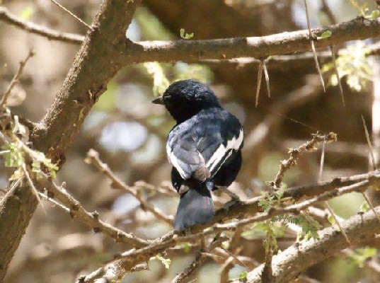 White-winged Black Tit, Ethiopia