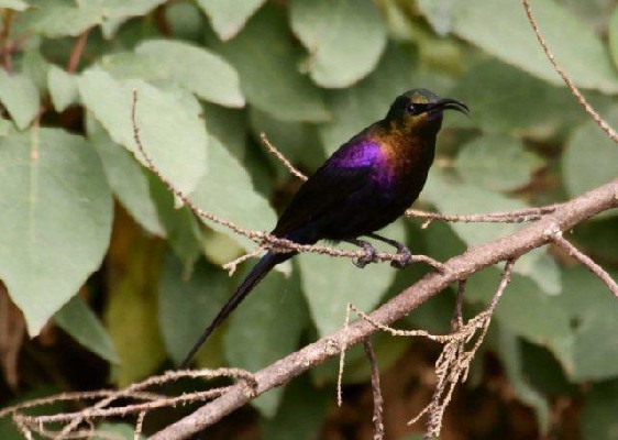 Taccaze Sunbird, EThiopia