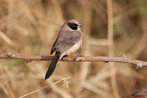 Black-cheeked Waxbill, Ethiopia