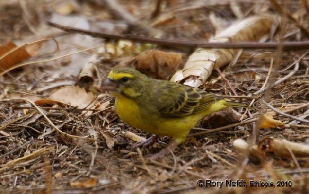 Yellow-fronted Canary, Gambella, Ethiopia