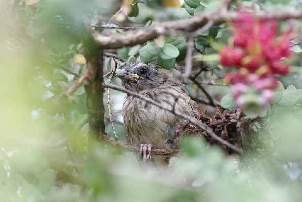 Streaky Seed-eater - Fledging just left nest, Ethiopia