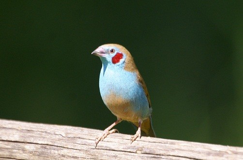 red-cheeked Cordon-bleu, Ethiopia