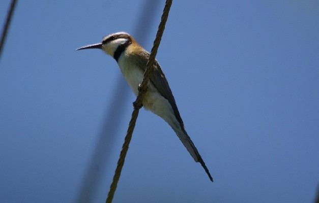 White-throated Bee-eater, Kenya Coast