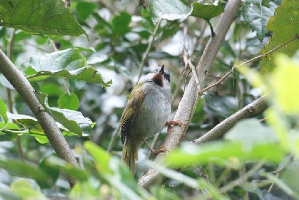 Grey-capped Warbler, Very common  throughout Nairobi