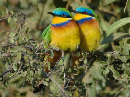Ethiopian Bee-eaters