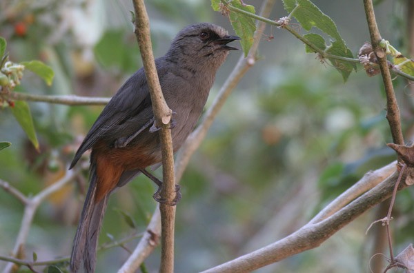 Abyssinian Catbird singing