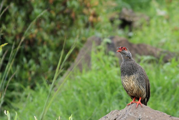 Harwood's Francolin - Adult Male. Singing in the rain!