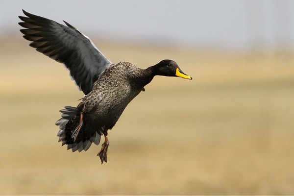 Yellow-billed Duck - in flight