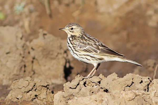 Red-throated Pipit - 2cy (first winter)