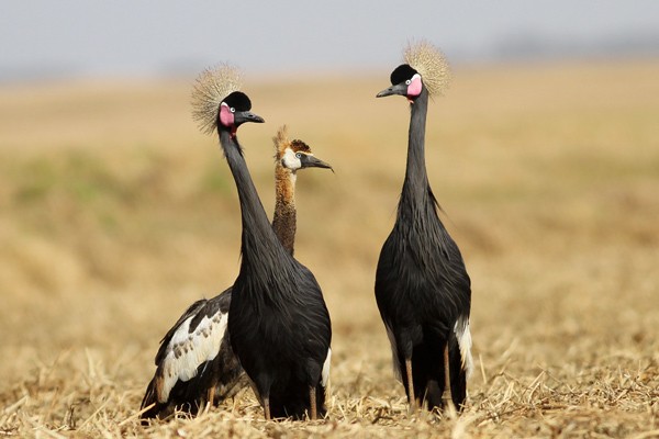 Black Crowned Crane - Adults with Immature