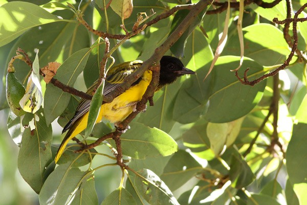 Abyssinian Black-headed Oriole - ssp Meneliki