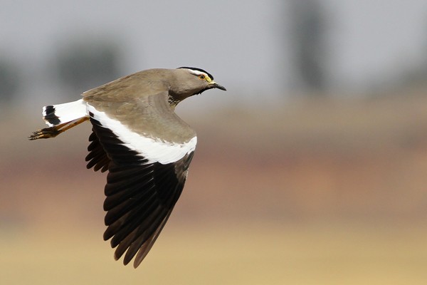 Spot-breasted Lapwing - in flight