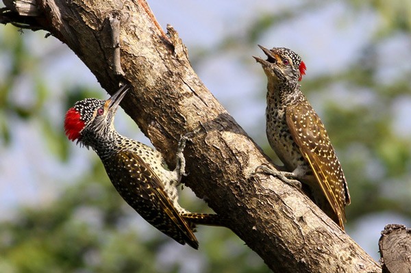Nubian Woodpecker - ssp Nubica
