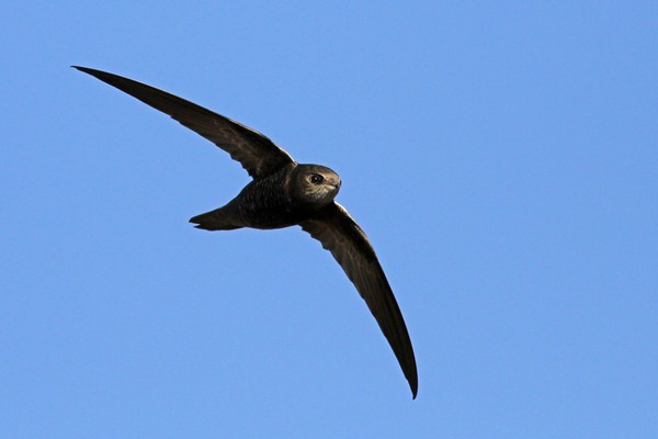 Nyanza Swift - ssp Niansae