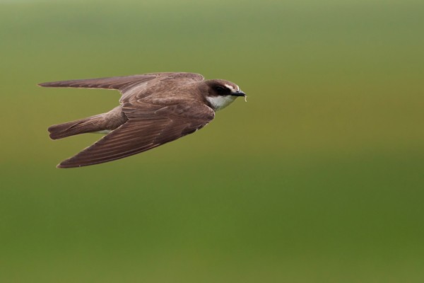 Banded Martin in flight - ssp erlangeri