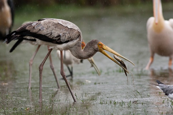 Yellow-billed Stork - foraging in heavy rain