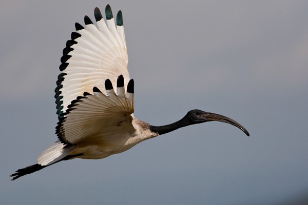 Sacred Ibis in flight