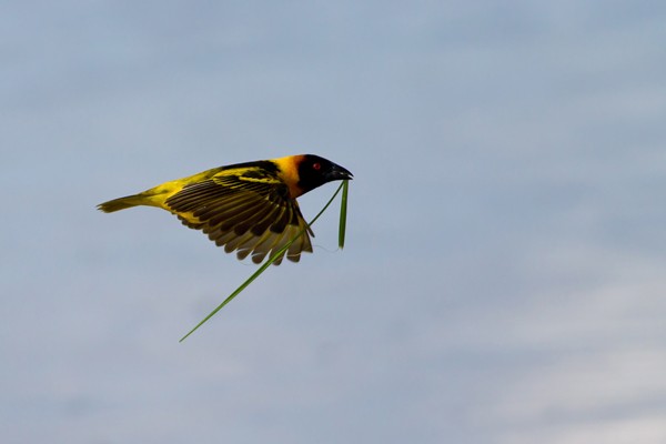 Village Weaver in flight - ssp Abyssinicus