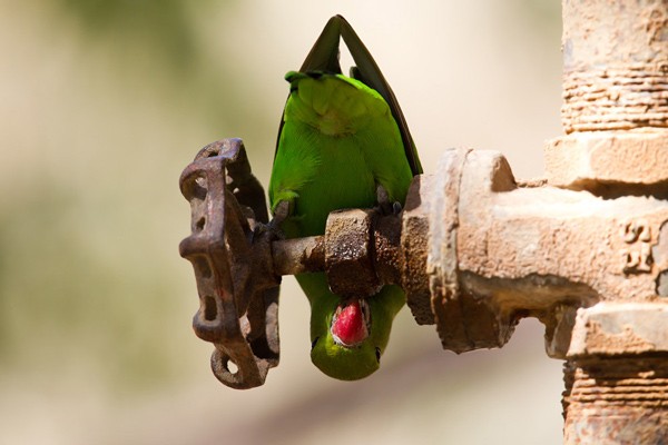Black-winged Lovebird - adult female drinking