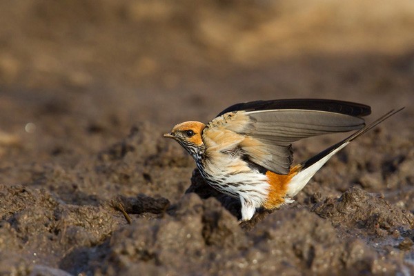Lesser Striped Swallow - ssp Abyssinica