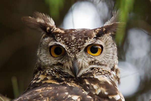 Cape Eagle Owl - portrait
