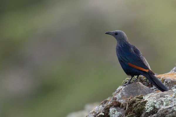 Red-winged Starling - ssp rueppellii
