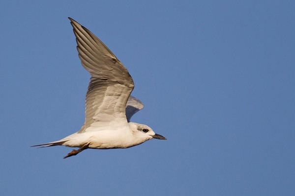 Gull-billed Tern in flight