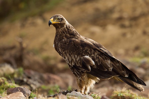 Tawny Eagle - Immature in a quite streaked plumage