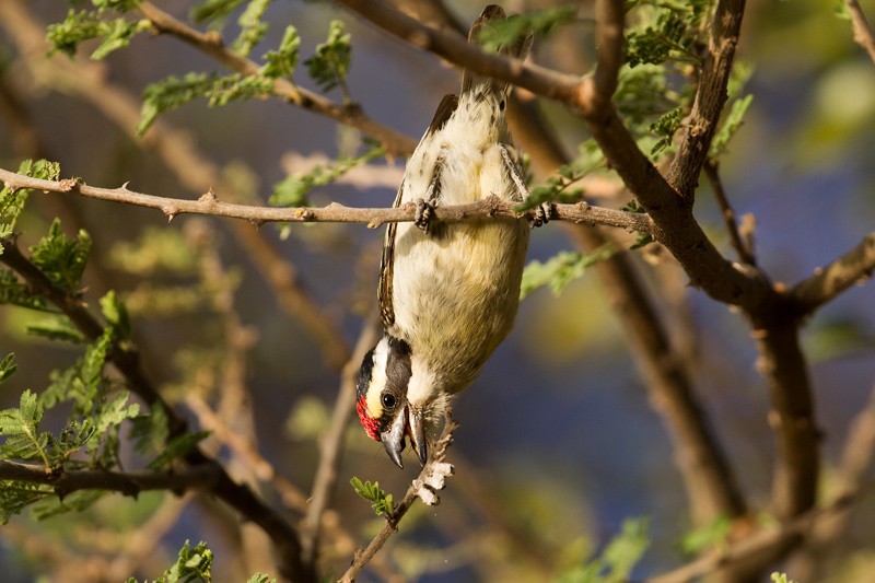 Red-fronted Barbet - ssp Diademata