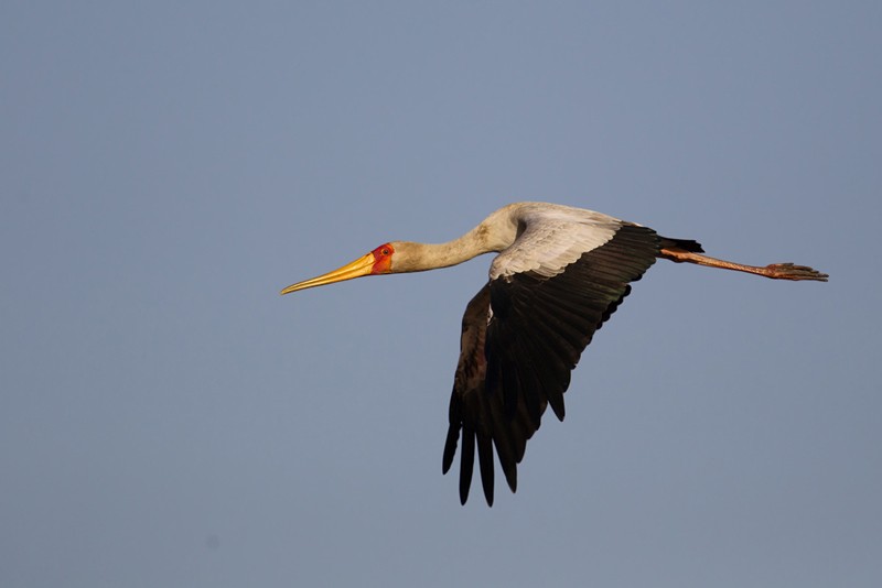 Yellow-billed Stork in flight