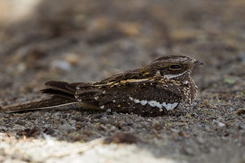 Slender-tailed Nightjar