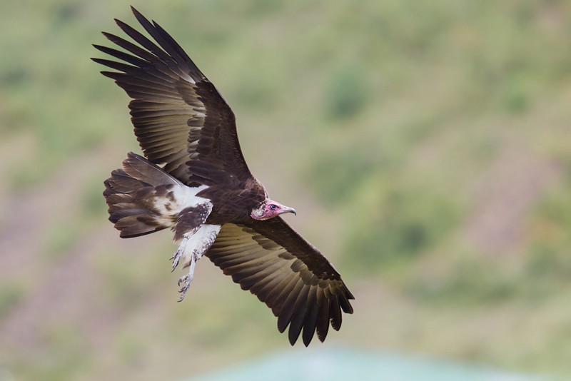 Hooded Vulture in flight