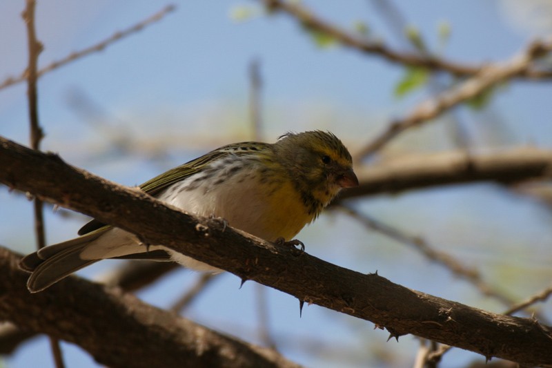 White-bellied Canary - ssp maculicollis