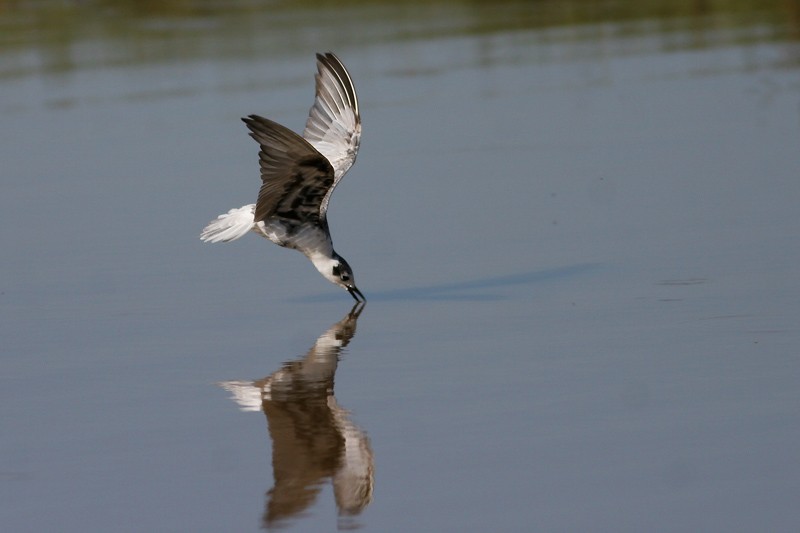 White-winged Tern - almost in non-breeding plumage