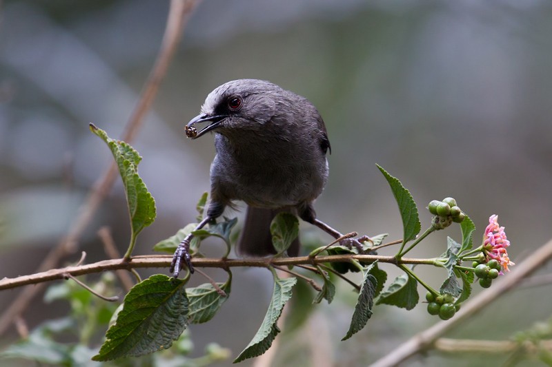 Abyssinian Catbird foraging