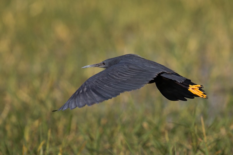 Black Heron in flight