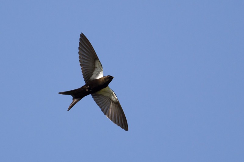 Black Saw-wing - ssp Antinorii (