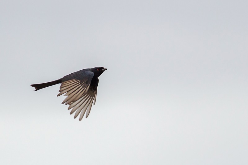 Glossy-backed Drongo in flight - ssp divaricatus