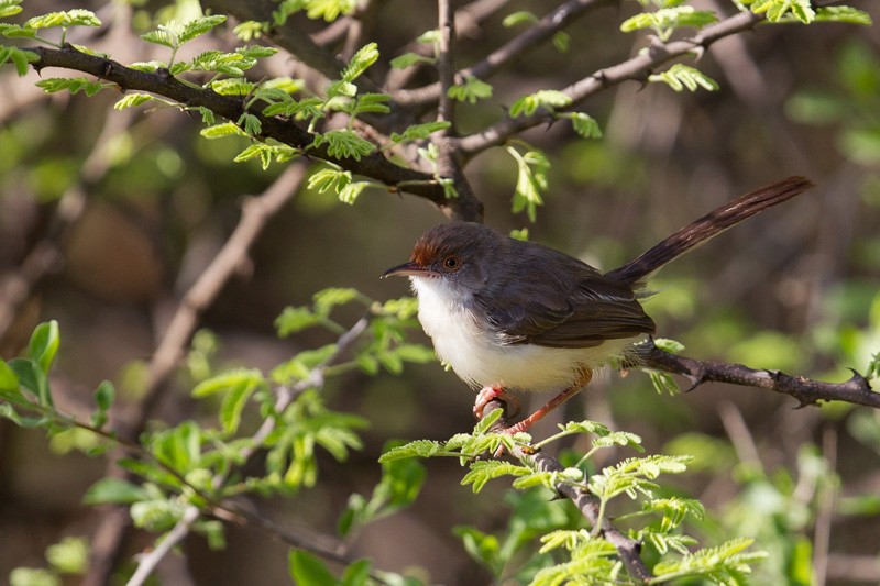 Red-fronted Warbler - nominate race