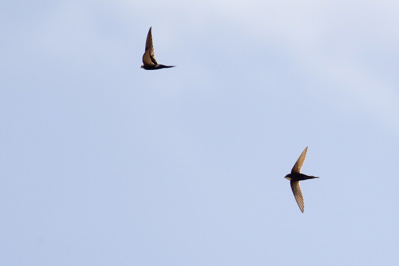 2 White-rumped Swifts in flight