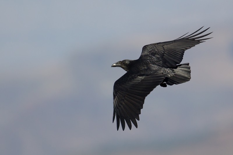 Fan-tailed Raven in flight