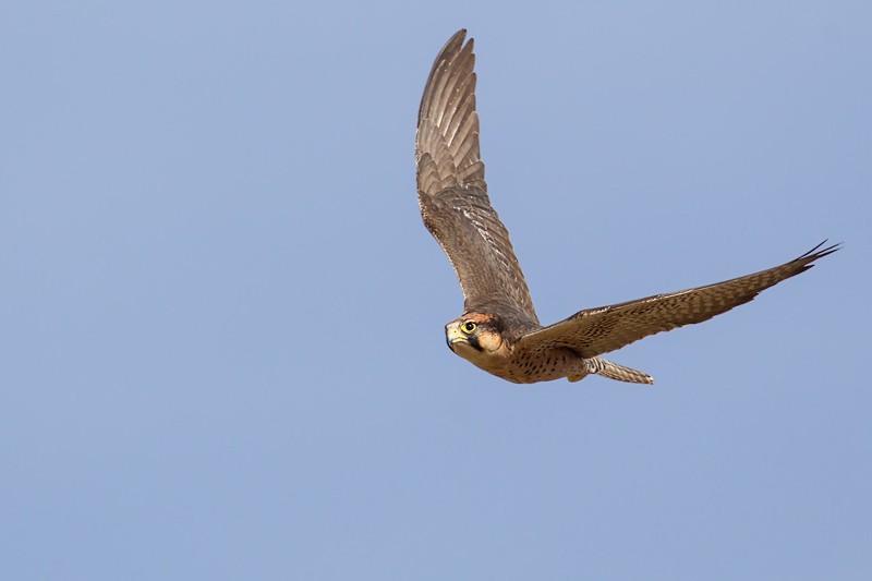 Lanner Falcon in flight - ssp Abyssinicus