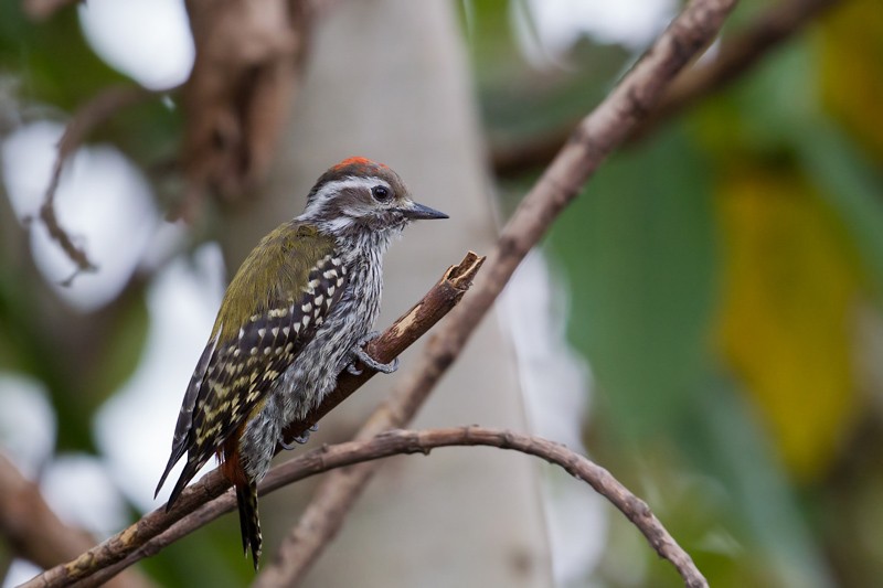 Abyssinian Woodpecker 