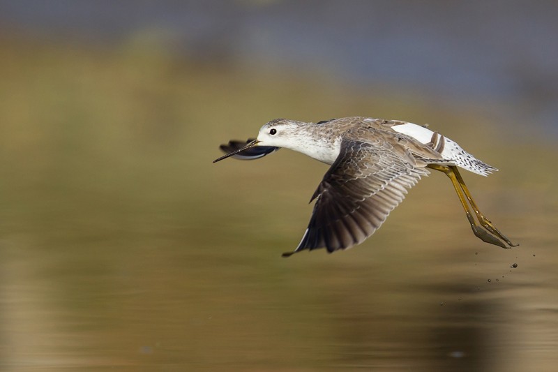 Marsh Sandpiper in flight