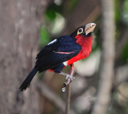 Double-toothed barbet