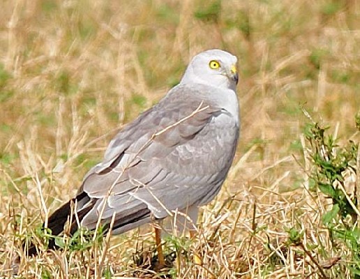 Pallid Harrier